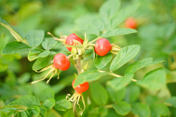 Rose hip dogrose on green nature background with leaves closeup.