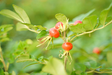 Rose hip dogrose on green nature background with leaves closeup.