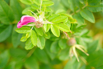 Rose hip dogrose on green nature background with leaves closeup.