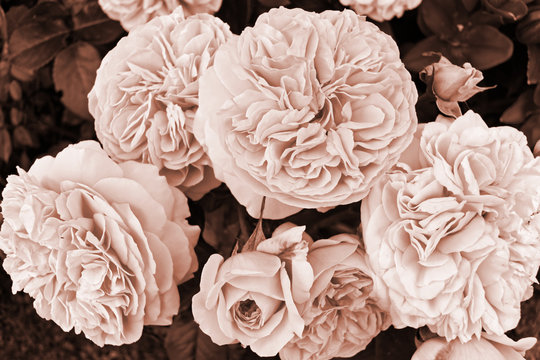 Chippendale rose inflorescence in sepia