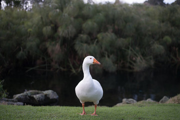 White Goose