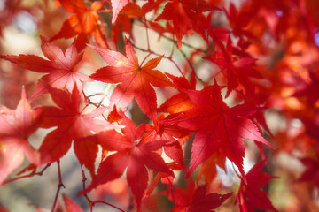 Naklejka na ściany i meble Red maple leaf in Autumn season. Colorful of tree in japan.