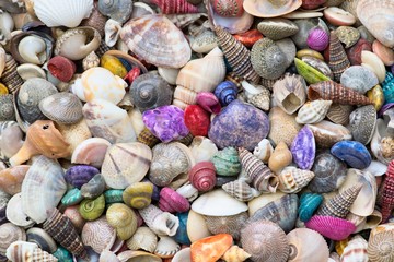 Various colorful tiny sea shells all different and mixed together, filling the entire frame.