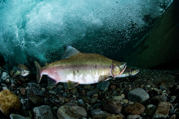 School of Karafuto Trout