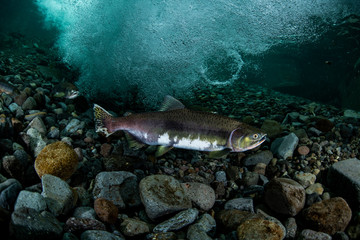 School of Karafuto Trout
