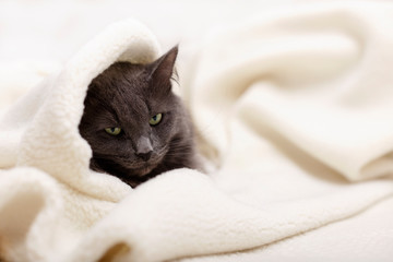 Beautiful gray fluffy cat sleeping on the couch.