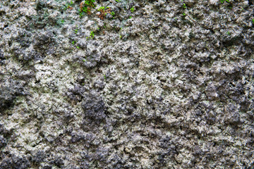 Damp cement wall texture with green moss appearing.