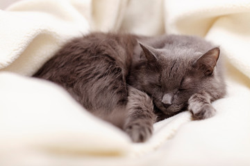 Fototapeta na wymiar Beautiful gray fluffy cat sleeping on the couch.