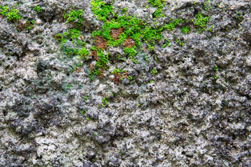 Damp cement wall texture with green moss appearing.