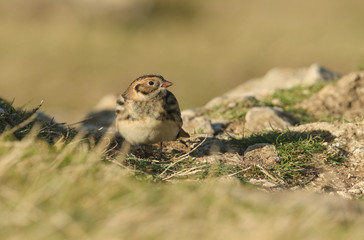 A pretty Lapland Bunting, Calcarius lapponicus, feeding on the edge of a cliff. It is a passage...