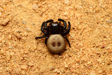 Tick like crab spider, Stiphropus, Bandhavgarh, Madhya pradesh, India