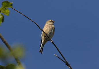 A Linnet, Linaria cannabina, perching on a branch in a tree.