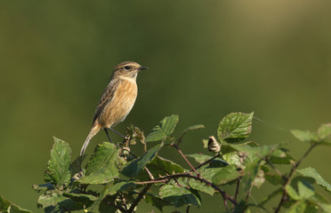 A pretty Stonechat, Saxicola torquata, perching on a Bramble bush.