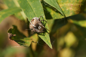 A hunting Garden Spider, Araneus diadematus, hiding on a leaf at the edge of its web.