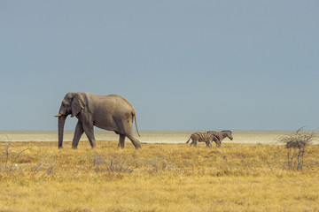 Etosha National Park/Namibia - 05/12/2019 photo of animal in Etosha National Park