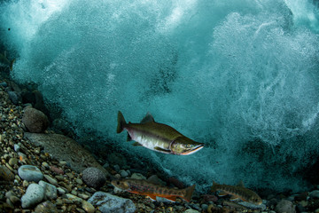 School of Karafuto Trout