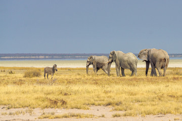elephants walking etosha namibia safari zebra