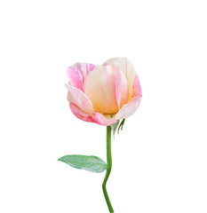 Rose bud flowers fresh sweet light yellow petal  pink stripes begin blooming with green stem and leaves isolated on white background ,  vertical patterns clipping path