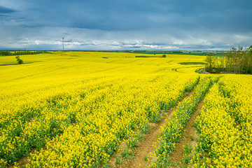 Aerial view of yellow rape fields in spring, Europe