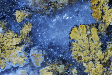 Yellow grasses growing in the deep sea