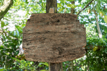 Empty wooden board for text in a rainforest jungle of tropical Bali island, Indonesia. Closeup