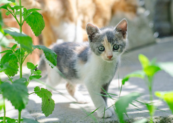 Fototapeta premium Curious cats in the garden