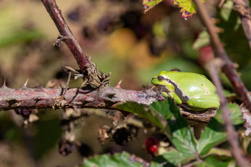 European Tree Frog on bush