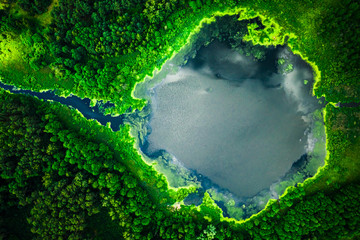 Stunning blooming algae on the lake in summer, flying above