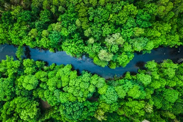 Türaufkleber Grüner Wald und Fluss im Nationalpark Tuchola, Luftbild © shaiith