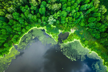 Beautiful green algae on the lake in summer, aerial view