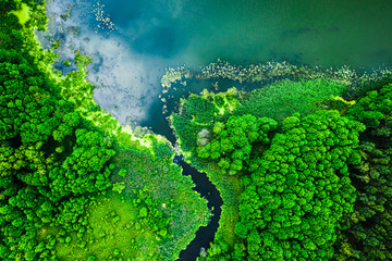 Strange blooming algae on the lake in summer, flying above
