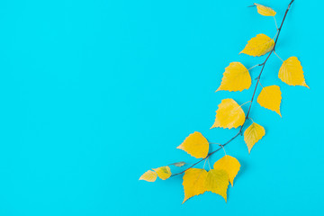 autumn yellow leaves on blue background