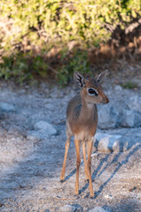 A Kirks Dik Dik -Madoqua kirkii- hiding in the bushes of Etosha National Park, Namibia. Dik Diks are small antelopes living in South West Africa.