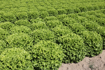 cultivated field of green lettuce on the sandy soil in summer