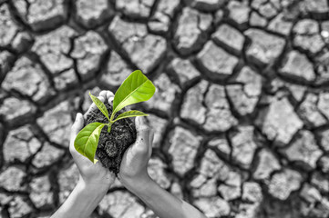 boy are stand holding seedlings are in dry land in a warming world.