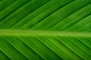 Close up green leaf line for Background,selective focus