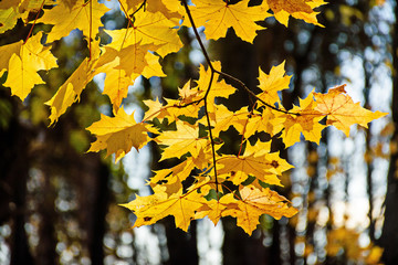 Autumn leaves in the park