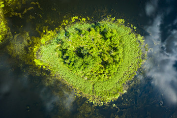 Beautiful green swamps and blue lake in summer, flying above