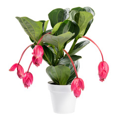 Showy pink Medinilla magnifica plant in pot