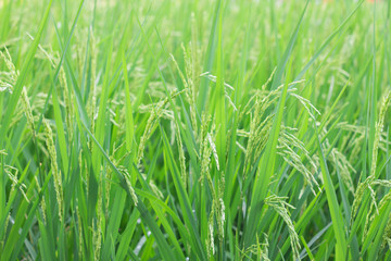 Close up rice plant agriculture field