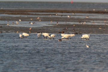 Eurasian or common spoonbill in nature, Island Texel, Holland
