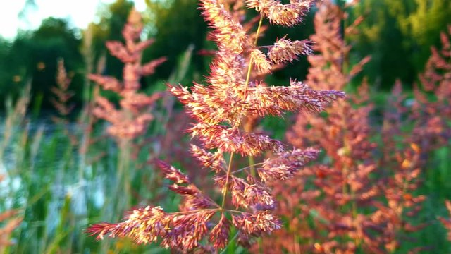 Close up of red deschampsia flexuosa plants near a lake at golden hour