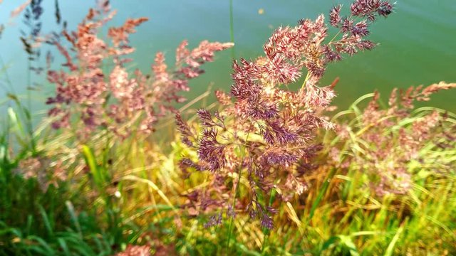 Wind blowing tussock grass at the edge of a lake in the Kurzeme region of Latvia