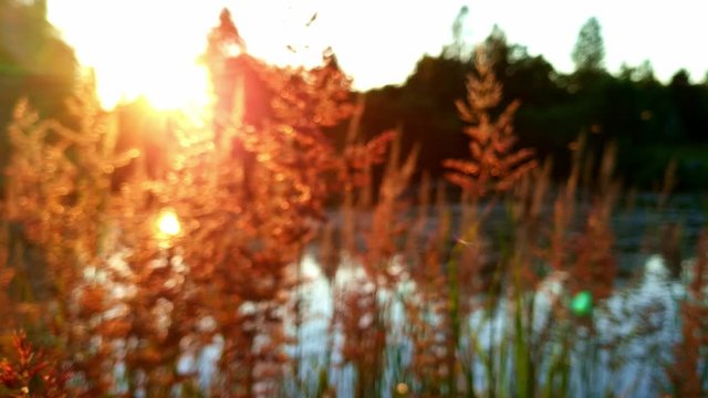Beautiful sunset on Deschampsia Flexuosa tussock grass on the edge of a lake in Latvia's Kurzeme region