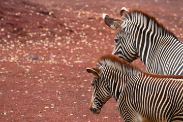 グレビーシマウマ - Grevy's zebra