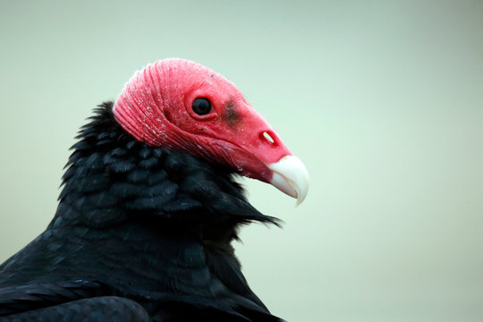 Close-up of a Turkey Vulture (Cathartes aura). Paracas, Peru