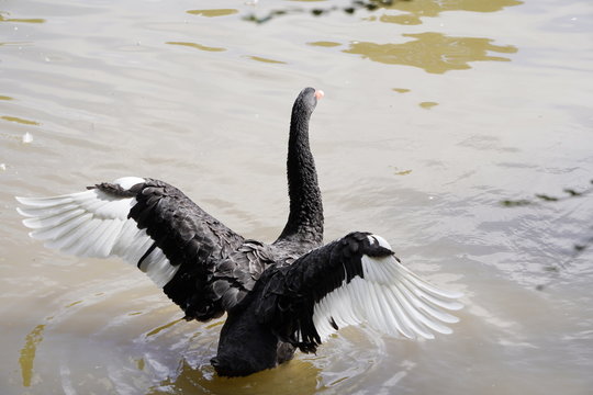 rare black Swan flaps its wings, taking off from the water on a Sunny day