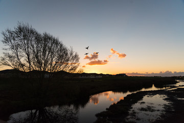 Obraz na płótnie Canvas Three Ducks Flying at Sunset