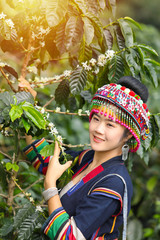 Beautiful girls wearing traditional dresses are collecting coffee in the coffee garden, beautiful girls with beautiful coffee flowers.
