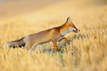 Red fox (Vulpes vulpes) on freshly mown stubble.Young fox in orange environment and background.